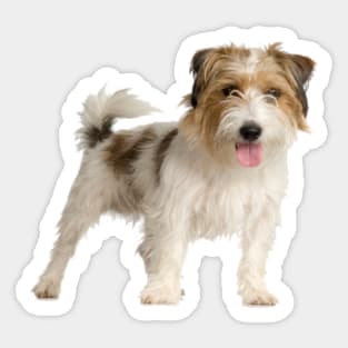 Jack Russell Rough 1 Sticker